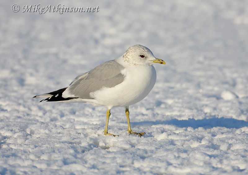 Common Gull