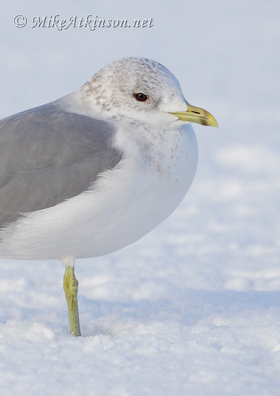 Common Gull