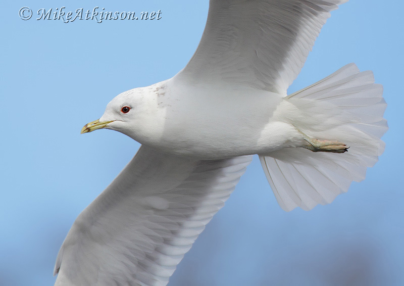 Common Gull