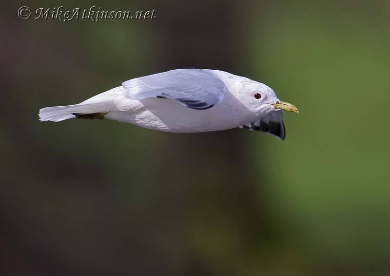 Common Gull