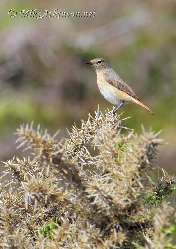 Common Redstart