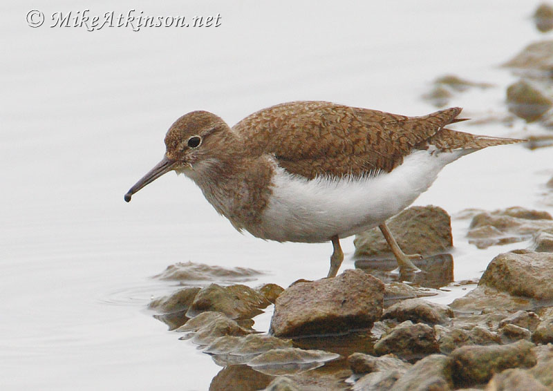 Common Sandpiper