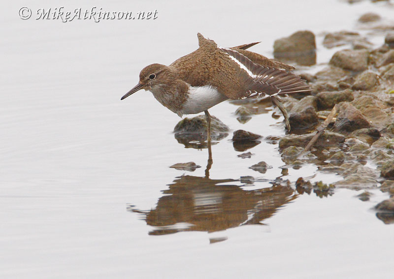 Common Sandpiper