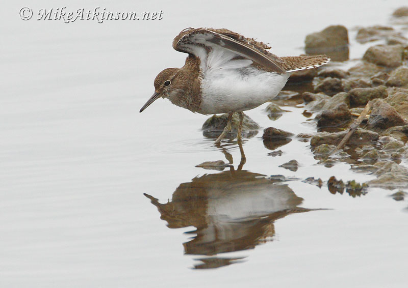 Common Sandpiper