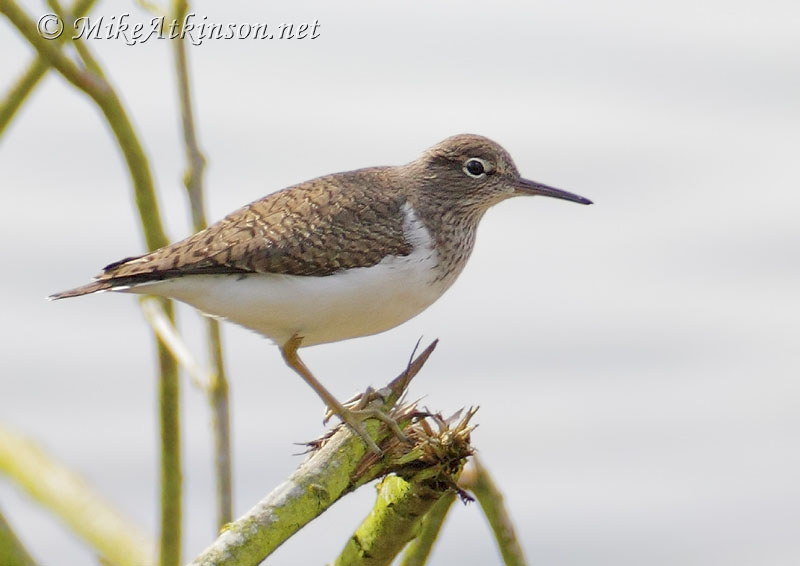 Common Sandpiper