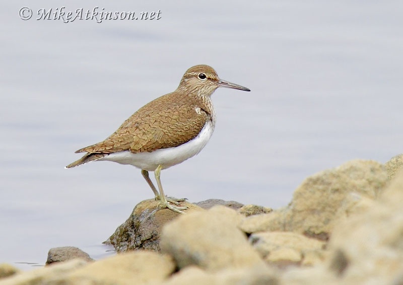 Common Sandpiper