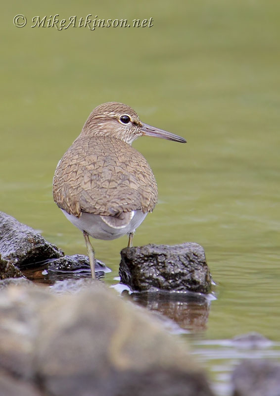 Common Sandpiper