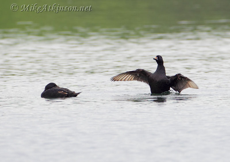 Common Scoter
