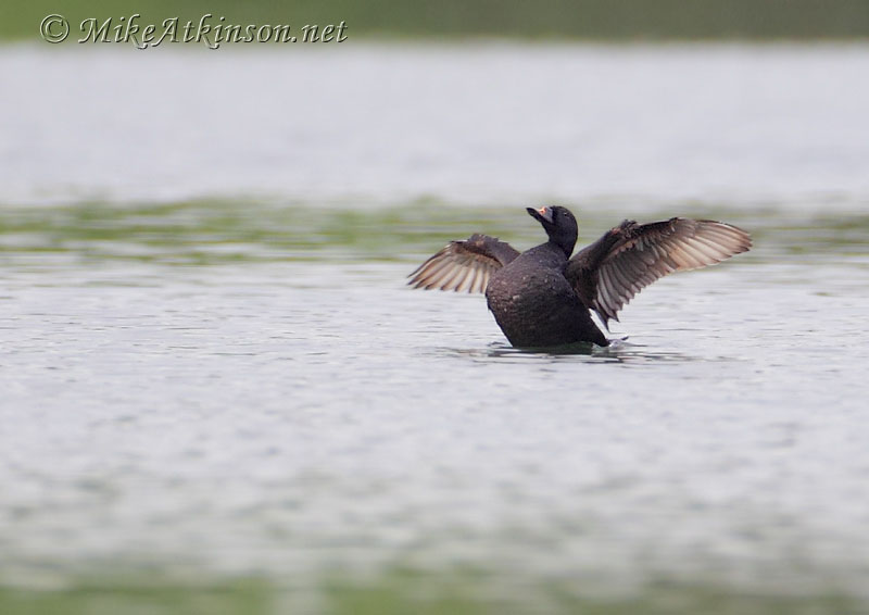 Common Scoter