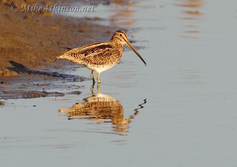 Common Snipe