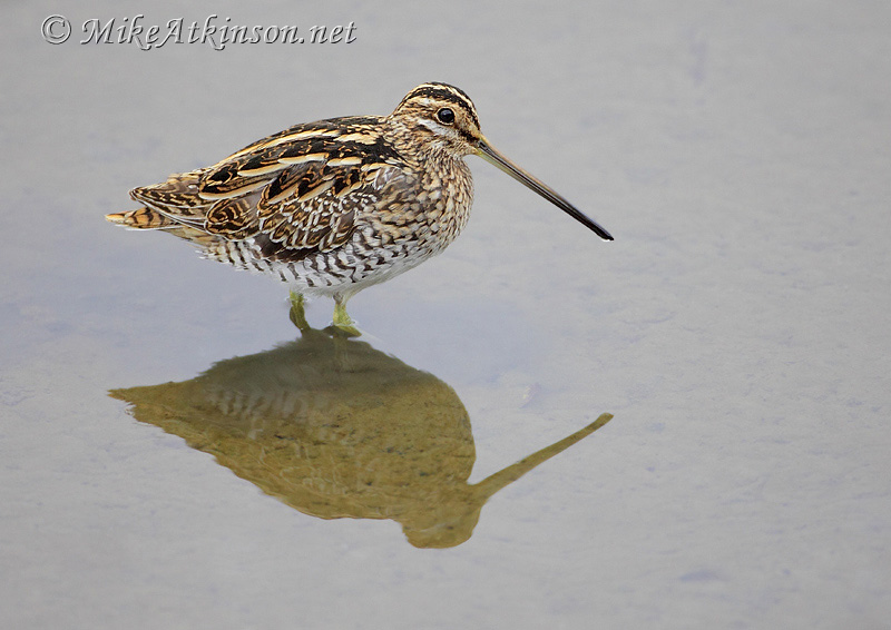 Common Snipe