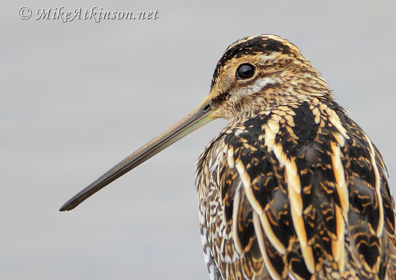 Common Snipe