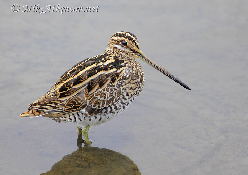 Common Snipe