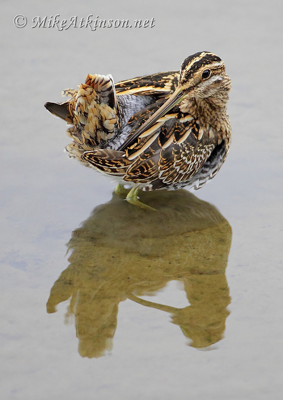 Common Snipe
