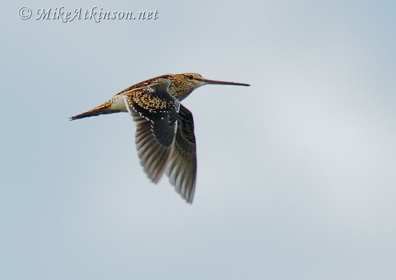 Common Snipe