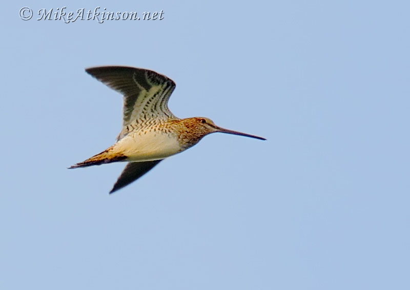 Common Snipe