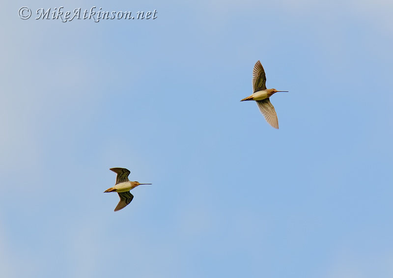 Common Snipe