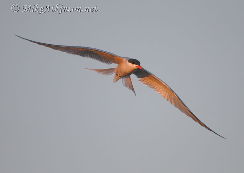 Common Tern