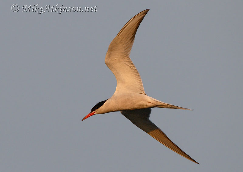 Common Tern