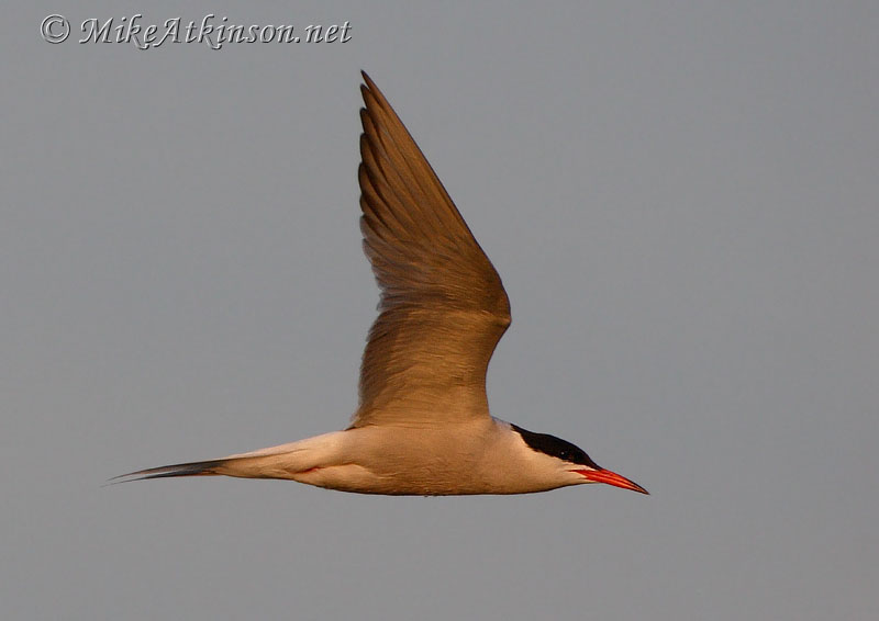 Common Tern