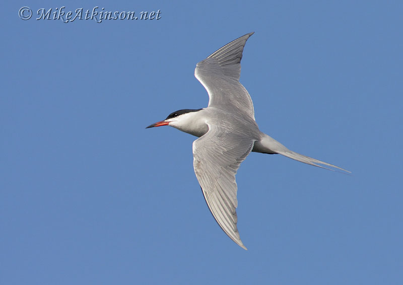 Common Tern