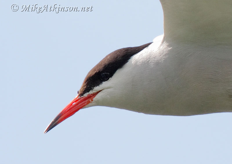 Common Tern