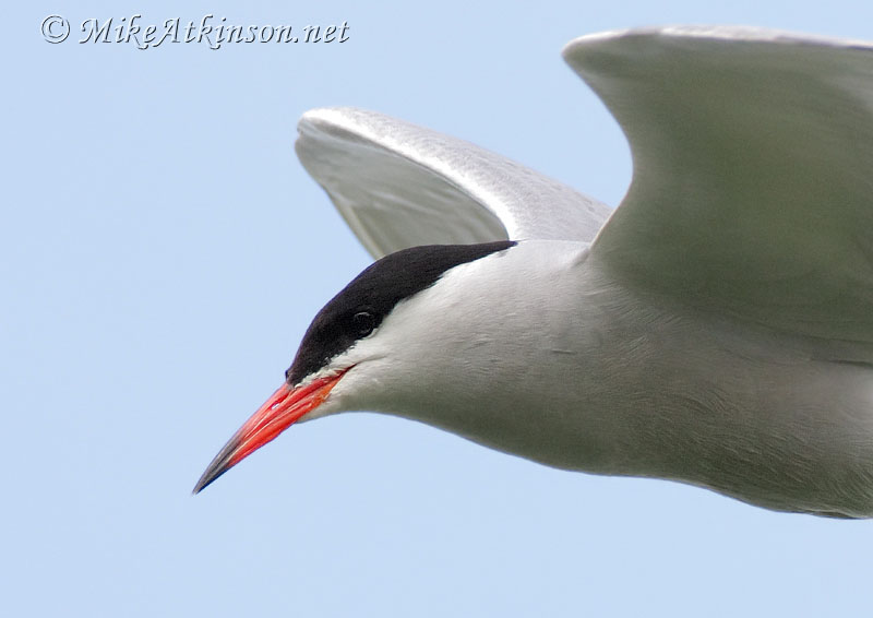 Common Tern