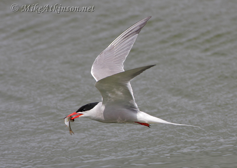 Common Tern
