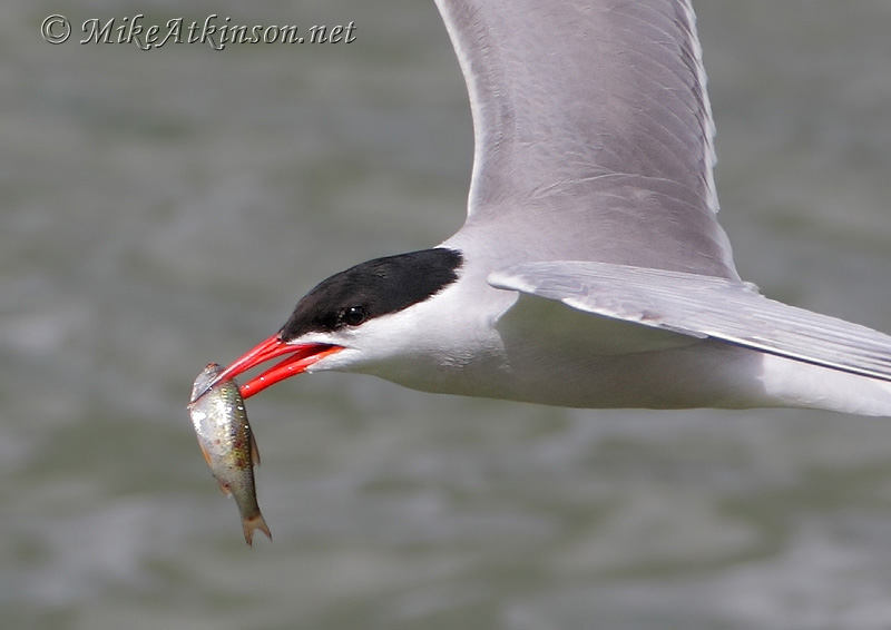 Common Tern