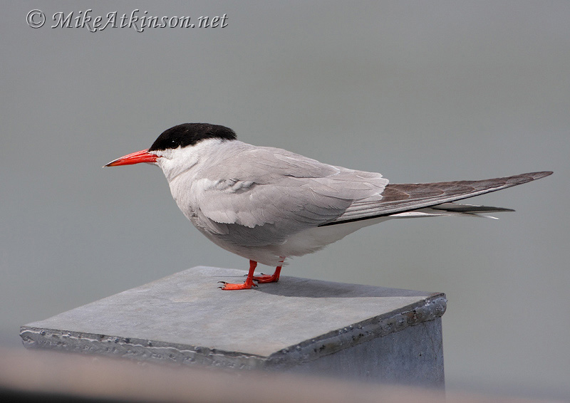 Common Tern