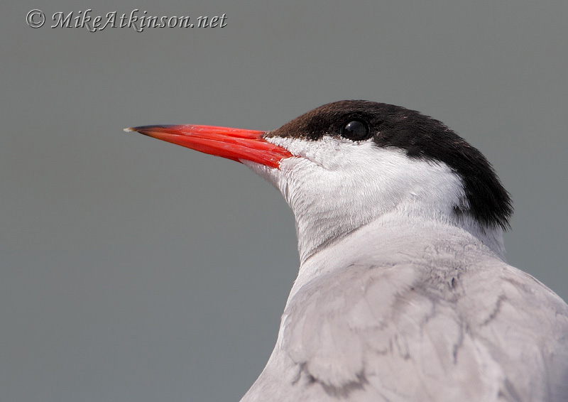 Common Tern