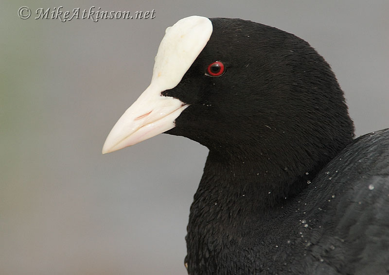 Coot