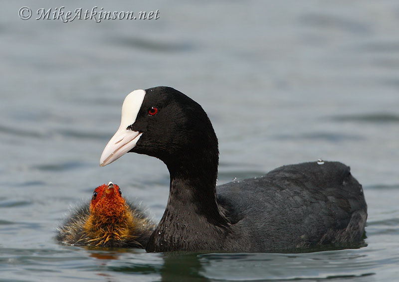 Coot