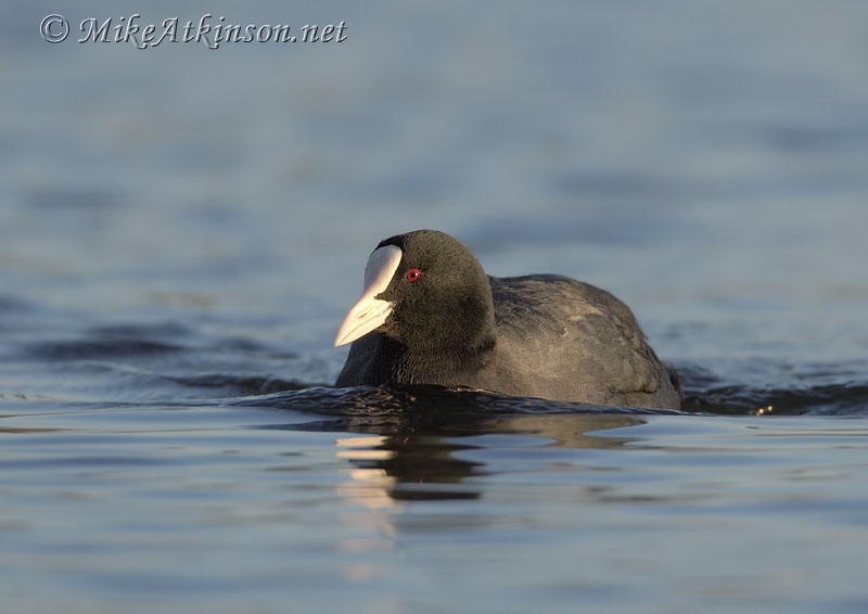 Coot