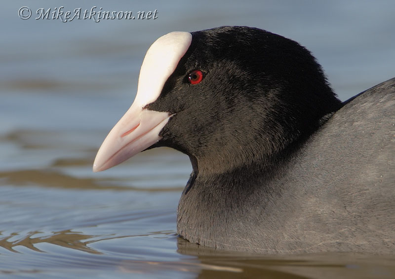 Coot
