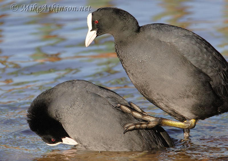 Coot