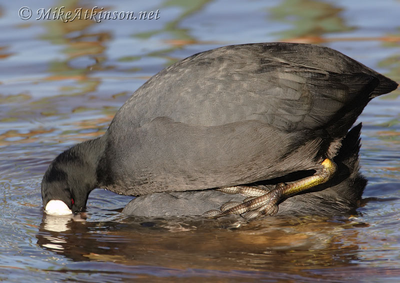 Coot