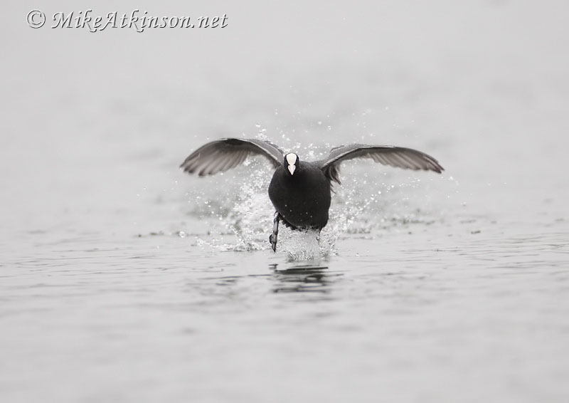 Coot