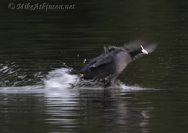 Coot
