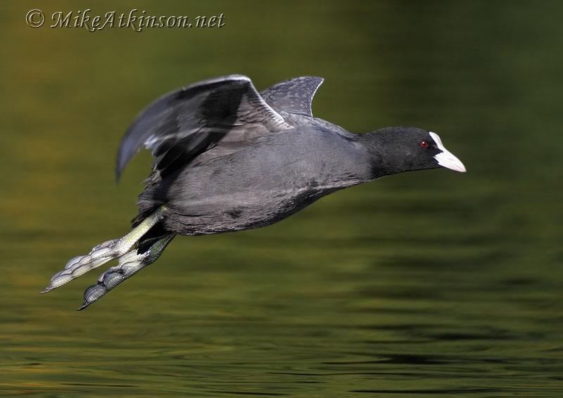 Coot