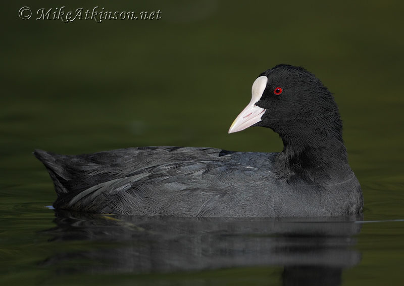 Coot
