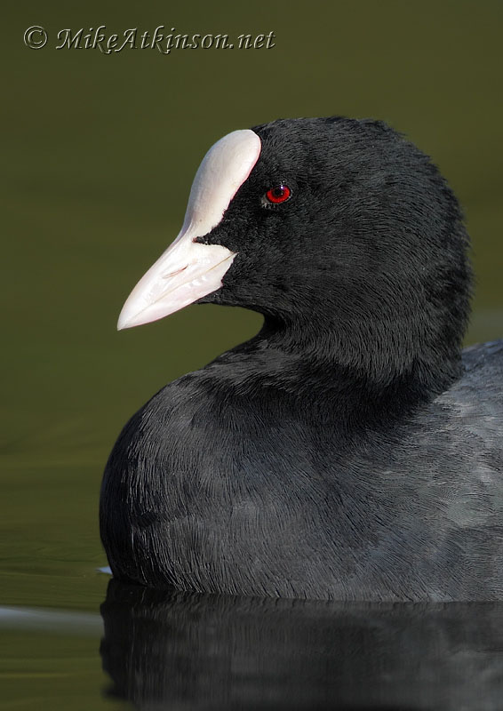 Coot
