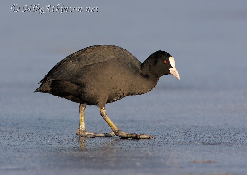 Coot