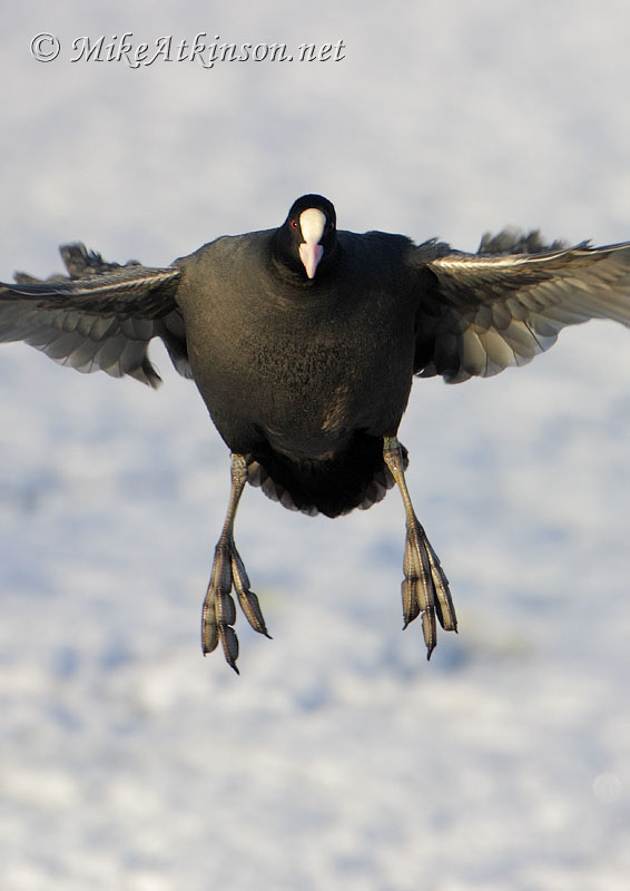 Coot