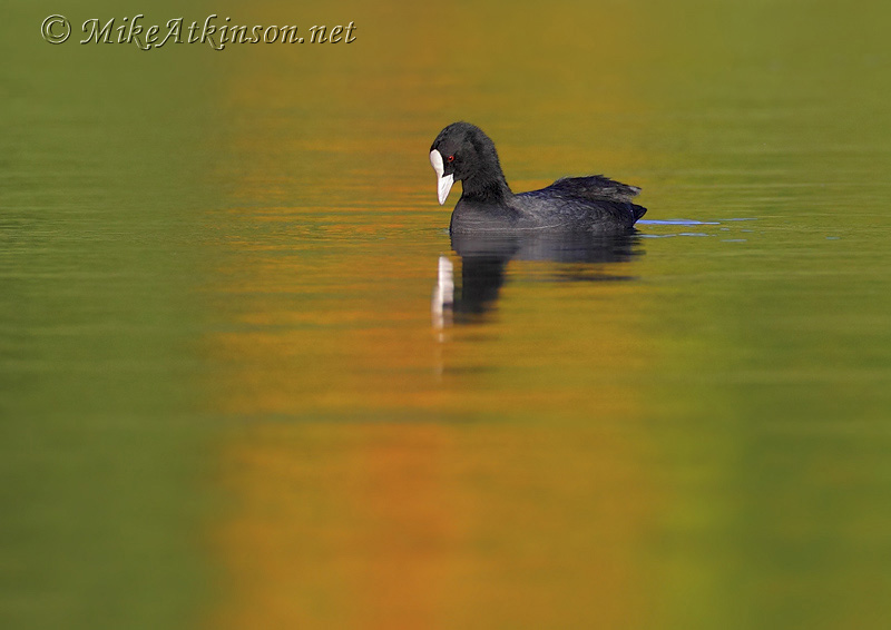 Coot