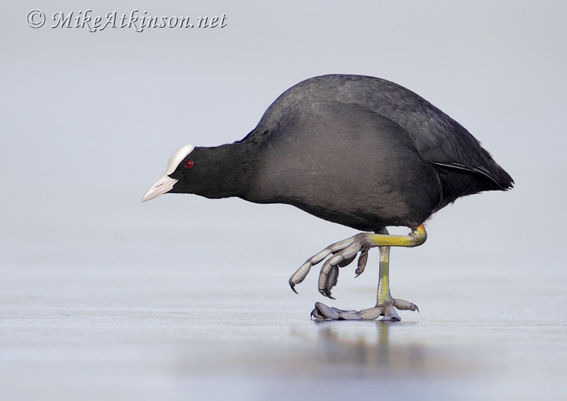 Coot