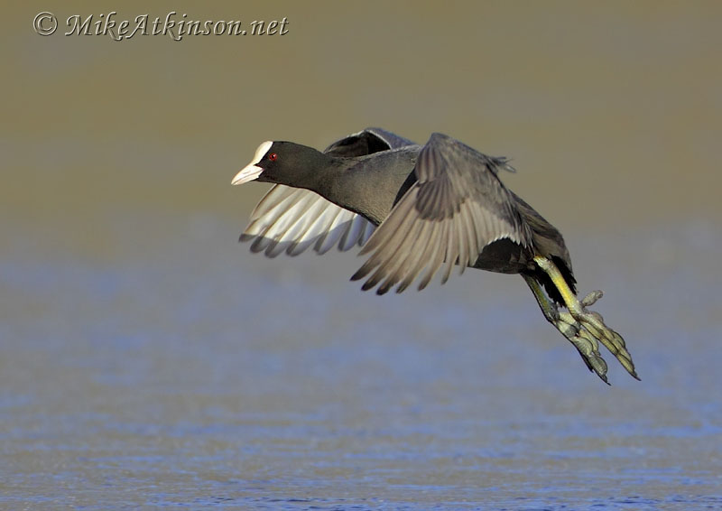 Coot