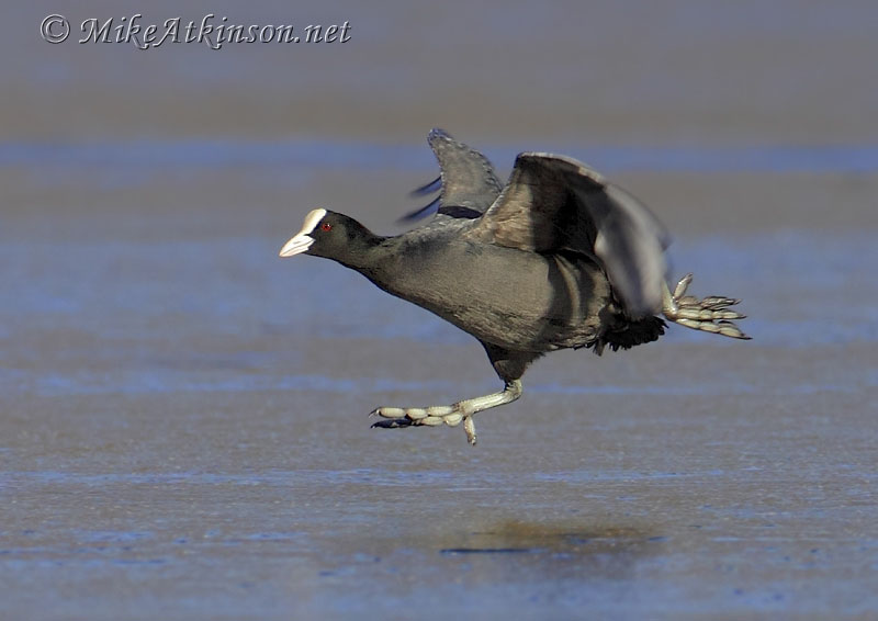 Coot