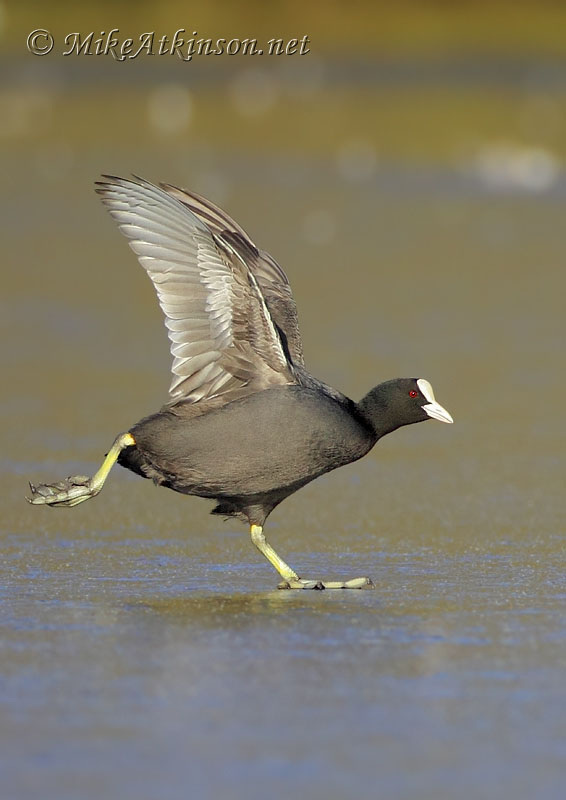 Coot