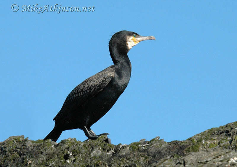Cormorant